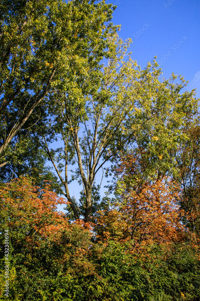Autumn portrait image with discoloring trees against a blue sky