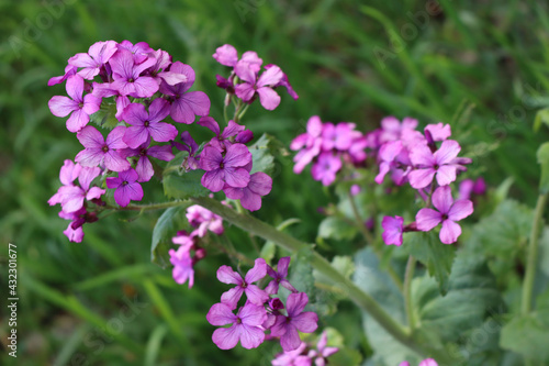 Close-up of pink flowers of Lunaria annua plant  in the garden. Also called Silver dollar  Dollar plant  moonwort or Honestly 