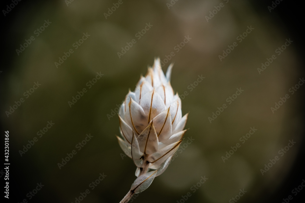 Bractées de Cupidone bleue ou Catananche bleue (Catananche caerulea), fleur séché Bractées de Cupidone bleue ou Catananche bleue (Catananche caerulea), fleur séché