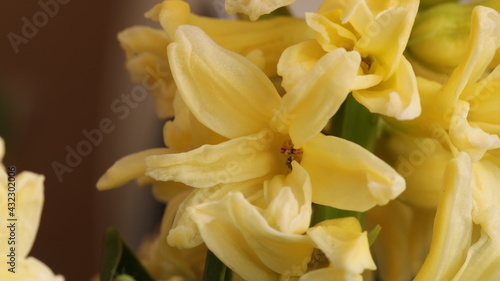 yellow fragrant hyacinth flower photo