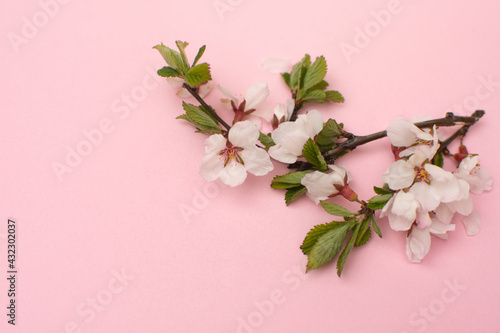 Cherry branches with blooming flowers. Flat lay on a pink background. Spring time. Place for text or logo.  photo