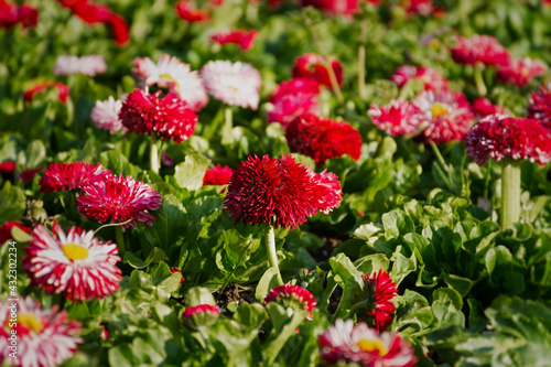 Bellis perennis garden perennial pink daisies. Horizontal spring background. Growing colorful flowers in a flower bed. Bright sunlight  full frame. A glade of delicate flowers. Decorative garden