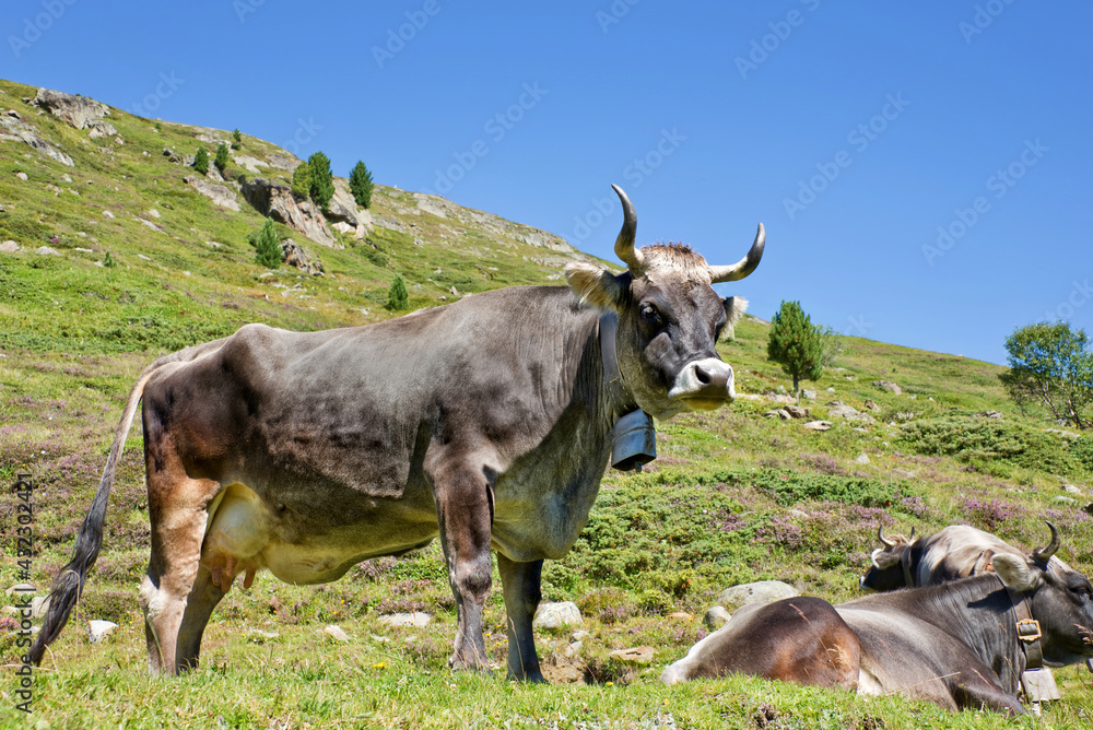 Tyrolese grey cow in an alpine pasture, Tyrol, Austria