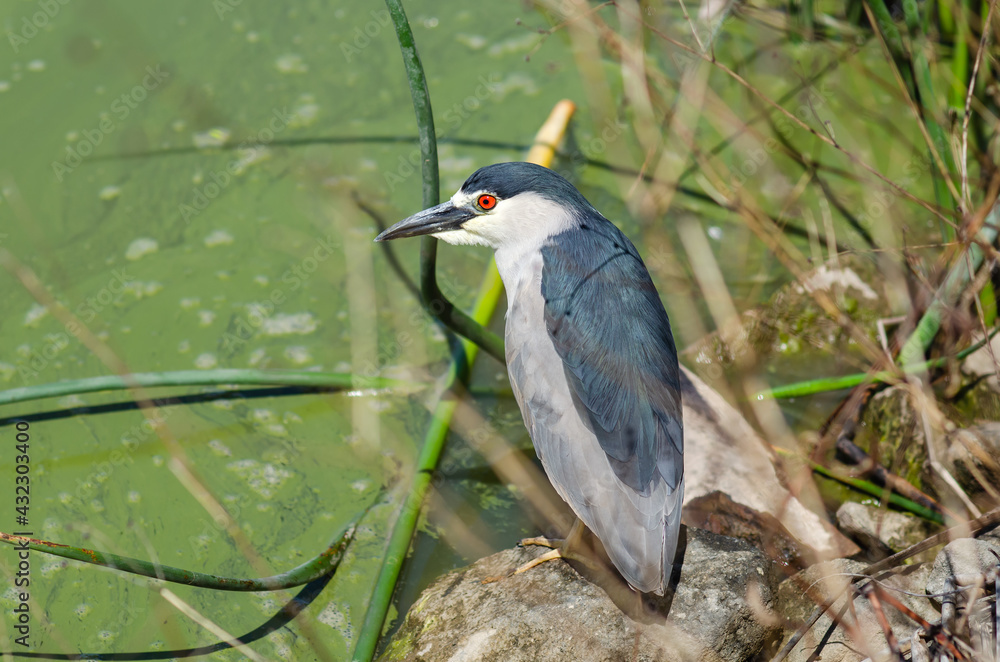 Black-capped night heron (Nycticorax nycticorax) stands on the shore of a lake