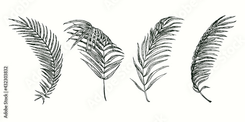 Areca palm leaves collection. Ink black and white doodle drawing in woodcut style.