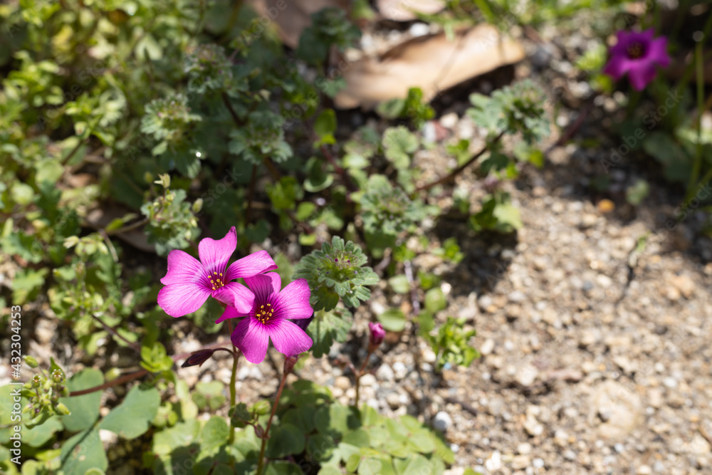 ピンクの花