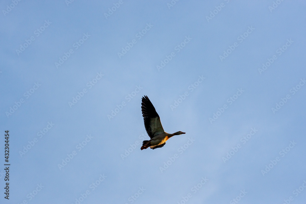 Greylag goose floating in the evening backlight high in the blue sky Greylag goose floating in the evening backlight high in the blue sky