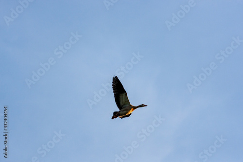 Greylag goose floating in the evening backlight high in the blue sky