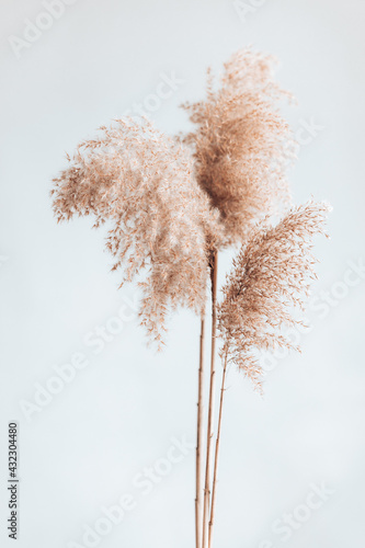 Tela Dry pampas grass reeds on white background