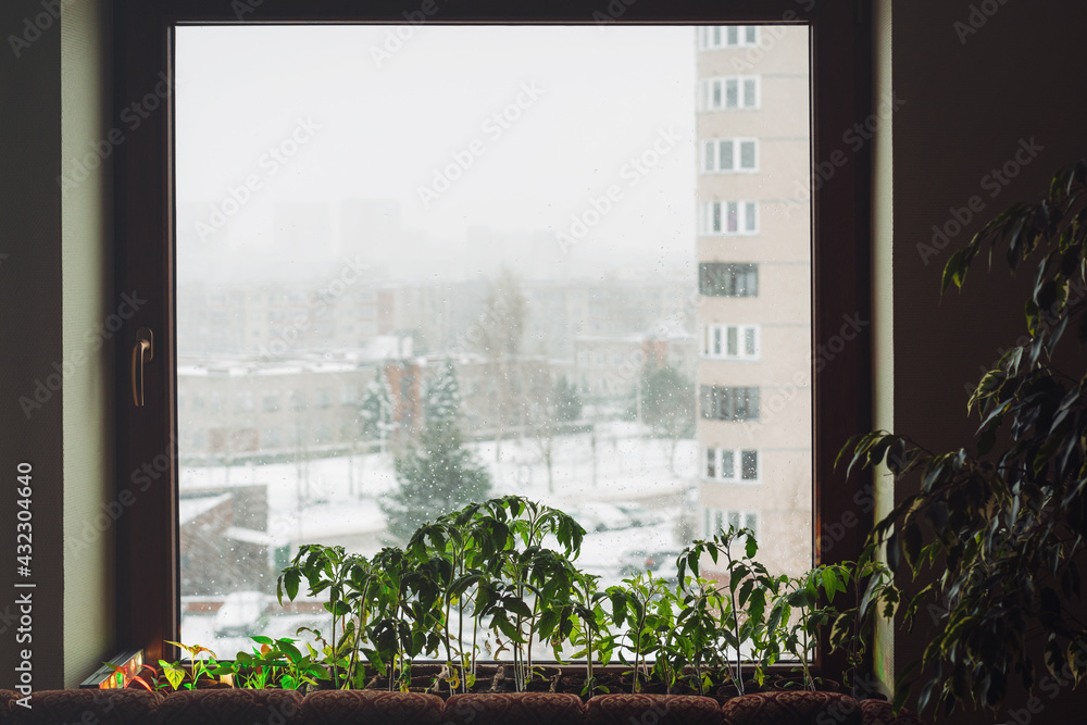 Young tomato seedlings growing on windowsill in snowy city background. Preparation for gardening season, untypical cold May. Green home gardening. Young tomato seedlings growing on windowsill in snowy city background. Preparation for gardening season, untypical cold May. Green home gardening.
