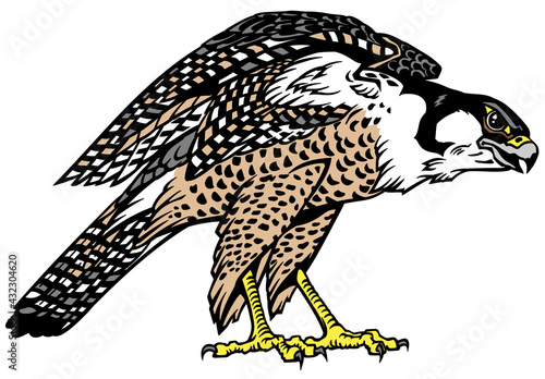 Falcon a hunter ready to fly. Bird of prey. Falconry. Isolated vector illustration
