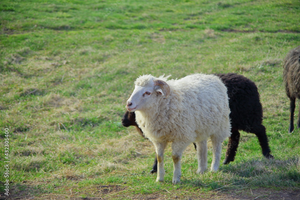 Sheep in the pasture, cows pushing. pasture on a green meadow. forestry concept background Sheep in the pasture, cows pushing. pasture on a green meadow. forestry concept background