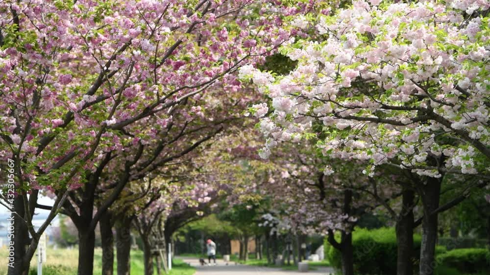 Spring in Tokyo 2021