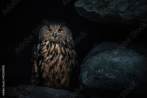 Eurasian eagle-owl (Bubo Bubo) in dark cave, Eurasian eagle owl sitting on rock at night and looking at the camera, dark background photo