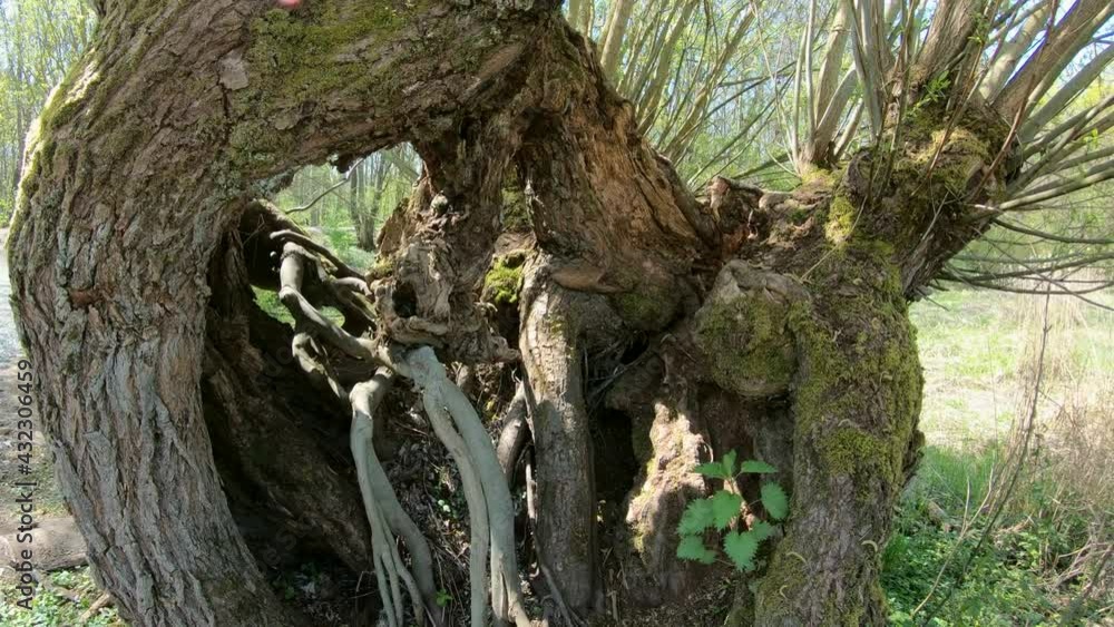 Alte Kopfweide, Schwenk, Naturschutzgebiet Kühkopf-Knoblauchsaue Alte Kopfweide, Schwenk, Naturschutzgebiet Kühkopf-Knoblauchsaue