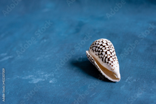 Black Cone on a blue background. Conus Marmoreus. Shell With White Triangle. photo