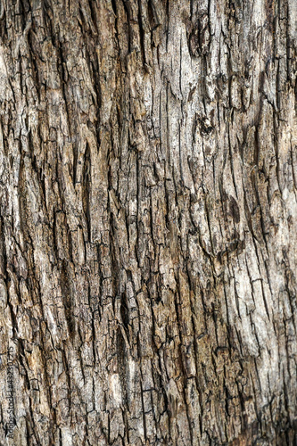 Old wood cracked texture, Seamless tree bark texture, Endless wooden background for web page fill or graphic design. 