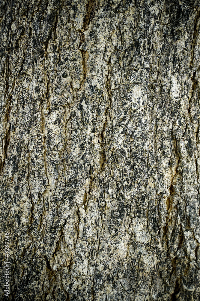 Naklejka premium Old wood cracked texture, Seamless tree bark texture, Endless wooden background for web page fill or graphic design.