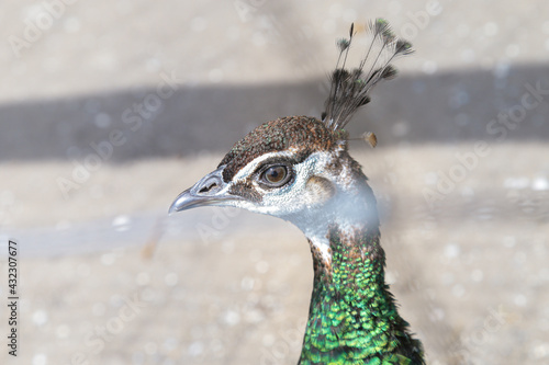 Macro photo of a peacock's head. 