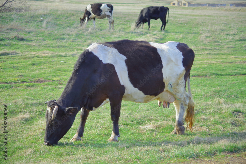 Beautiful breeding bull in the pasture. on a green meadow. on the background of the concept of forestry. Cow. Beautiful breeding bull in the pasture. on a green meadow. on the background of the concept of forestry. Cow.