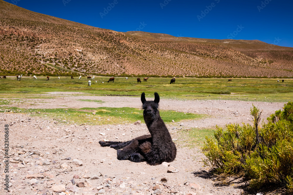 Fototapeta premium Llama on the Altilpano plateau, Bolivia.