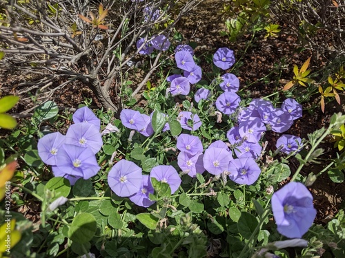 春の庭に咲くヒルガオの薄紫色の花 photo