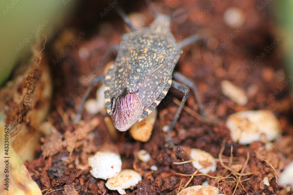 Halyomorpha Halys insect macro photo Halyomorpha Halys insect macro photo