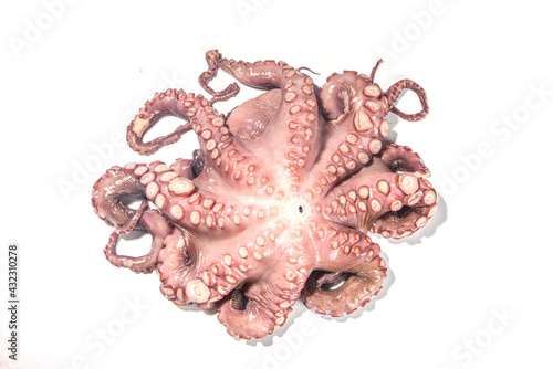 Raw octopus on white