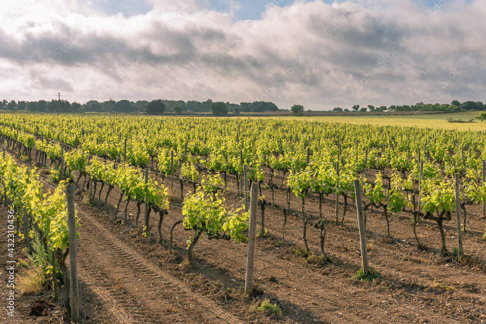 Field of vines in spring with the first leaves and bunches of grapes sprouting at dawn