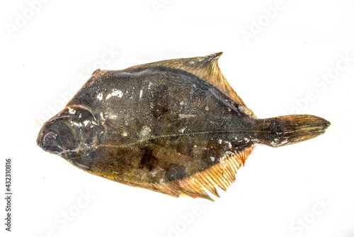 Raw fish flounder on white