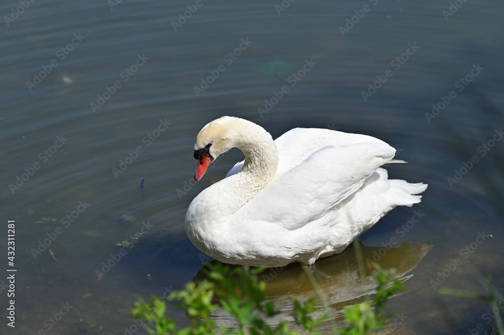 Obraz premium 四国香川県丸亀城のお堀に棲む白鳥