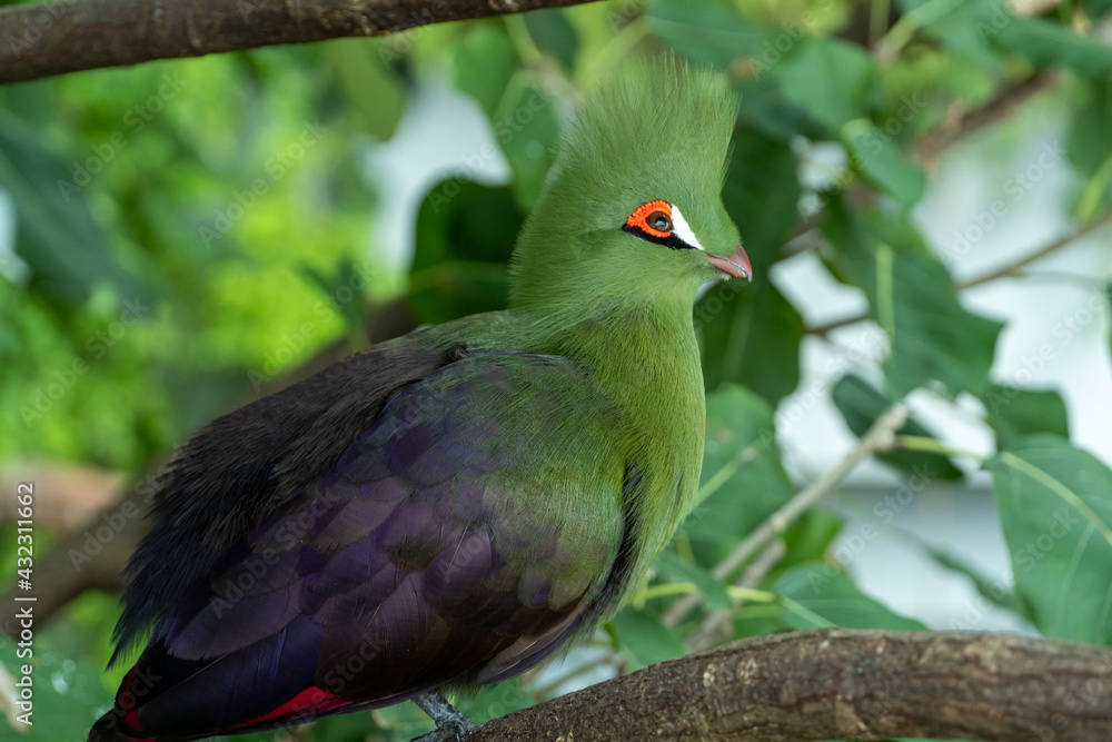 Obraz premium Guinea turaco (Tauraco persa) or the green turaco or green lourie perched in a tree in the rainforest.