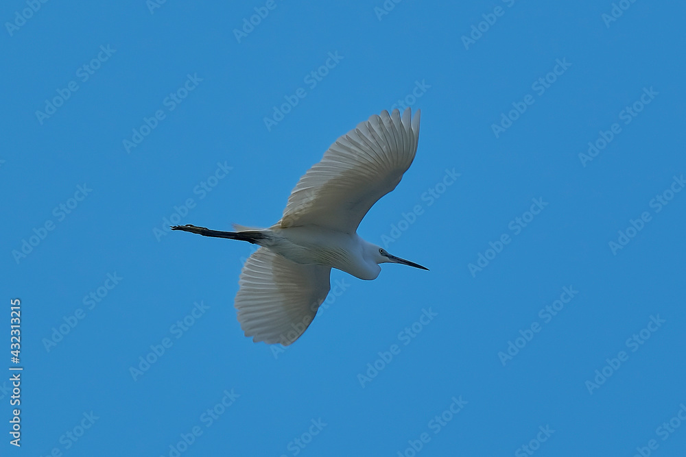 Intermediate Egret