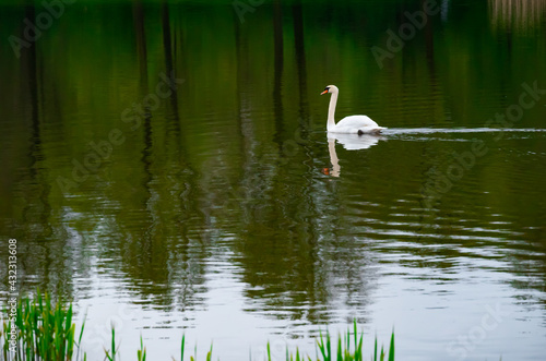 A white swan majestically swimming in solitude with a clear reflection in the water..