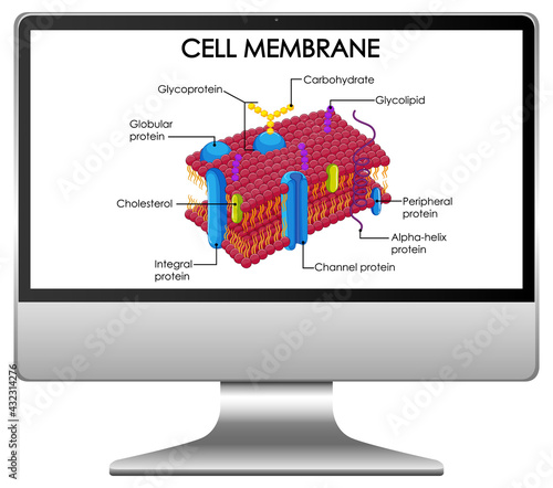 Cell membrane structure on computer desktop