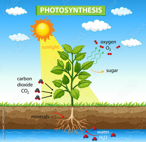 Diagram showing process of photosynthesis in plant