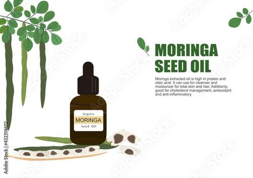 moringa herb for essential oil extraction in medical treatment vector ep04