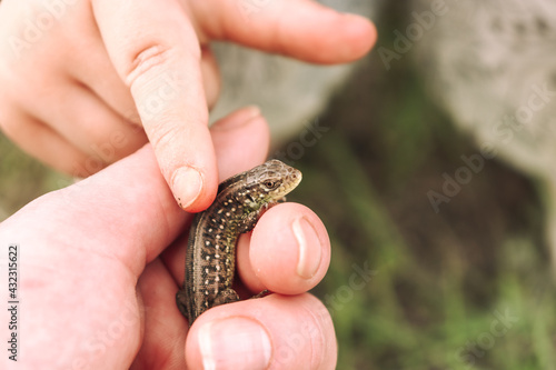 Small lizard in hand. Human and nature. The child touches the lizard with his finger