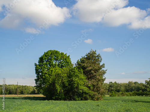 Field in spring with clouds