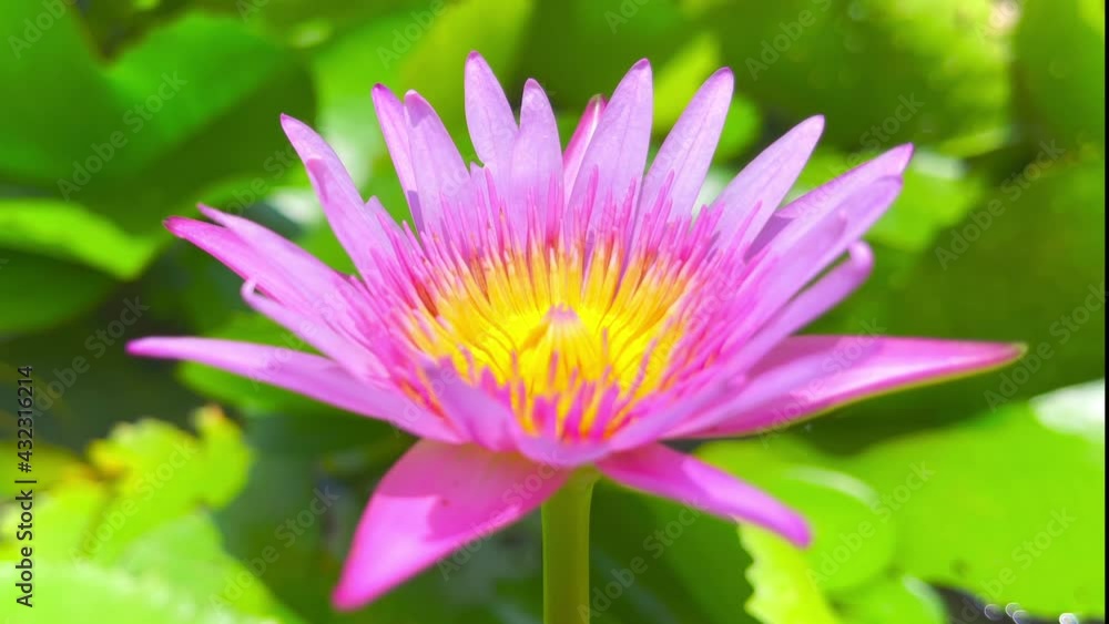 pink lotus flower pink lotus flower