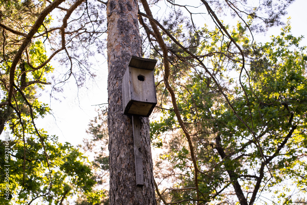  wooden bird house and squirrel on a tree