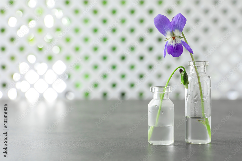 Beautiful wood violets on grey table, space for text. Spring flowers Beautiful wood violets on grey table, space for text. Spring flowers