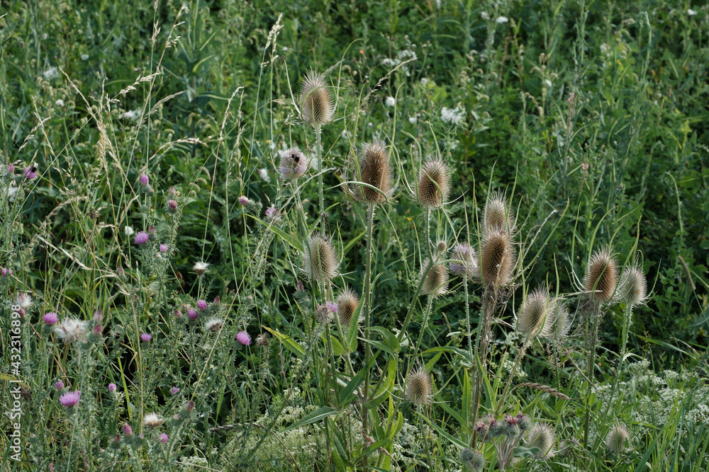 Disteln, Gräser, Wildblumen und Wildkräuter am Rand eines grünen Feldes im Hintergrund Disteln, Gräser, Wildblumen und Wildkräuter am Rand eines grünen Feldes im Hintergrund