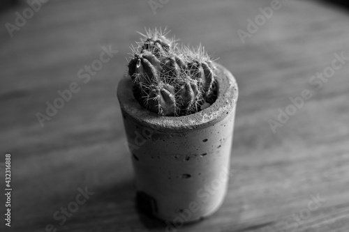 a little cactus in a pot.