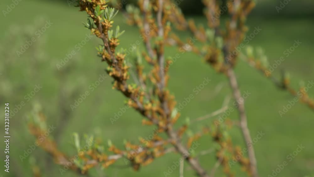 Sea Buckthorn Branches On Tree Close Up Sea Buckthorn Branches On Tree Close Up
