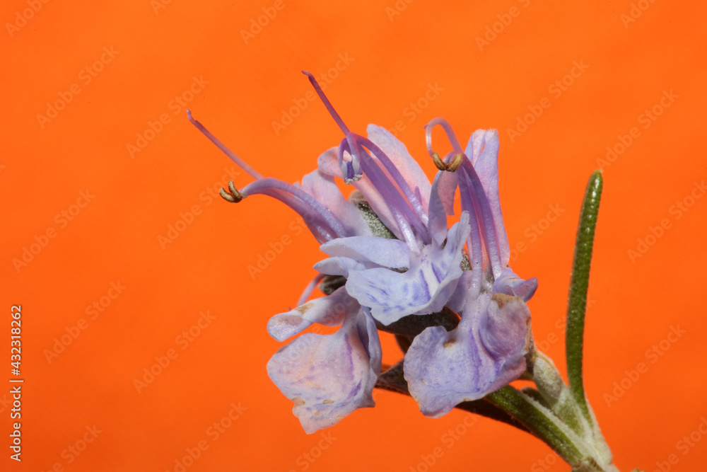 Rosemary flower blossom macro in orange background Rosmarinus