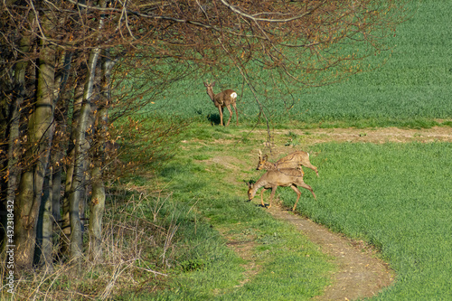 Fototapeta Naklejka Na Ścianę i Meble -  las