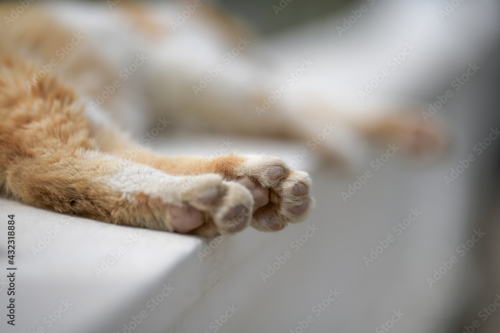 Close-up photo of the hind leg of a ginger street cat