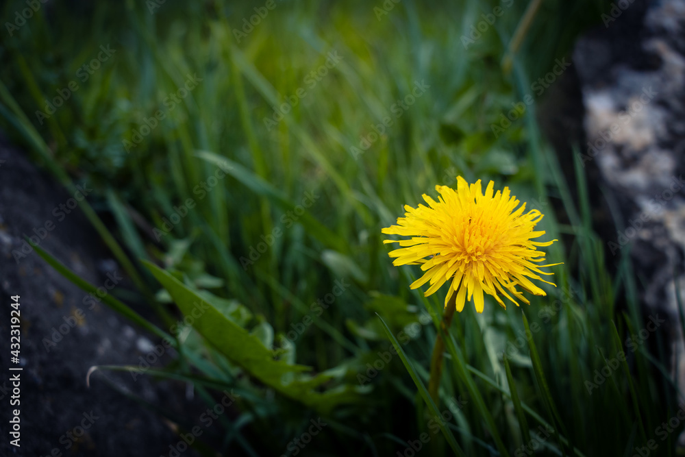 yellow dandelions in the grass yellow dandelions in the grass
