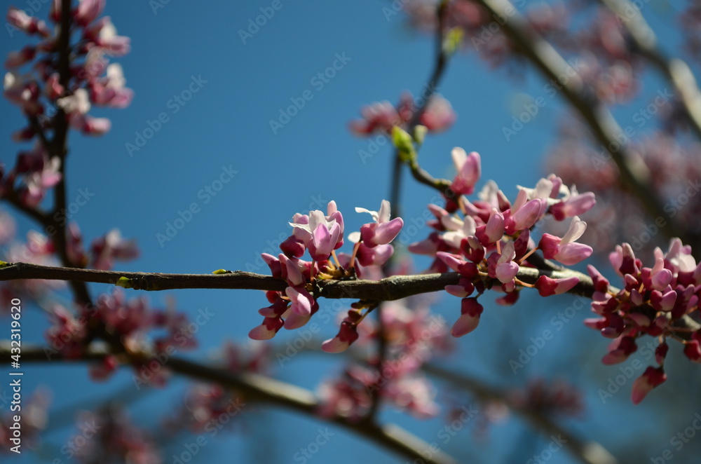 European scarlet on a blue sky background European scarlet on a blue sky background